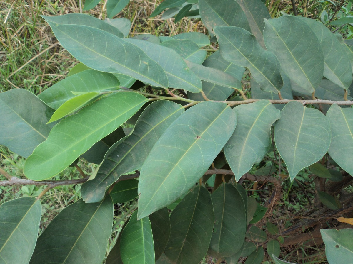 Annona glabra L.